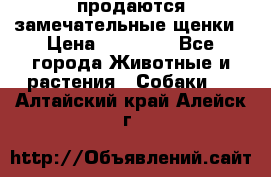 продаются замечательные щенки › Цена ­ 10 000 - Все города Животные и растения » Собаки   . Алтайский край,Алейск г.